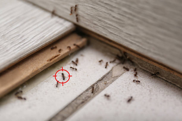Best Flea Control Services  in Irondale, GA