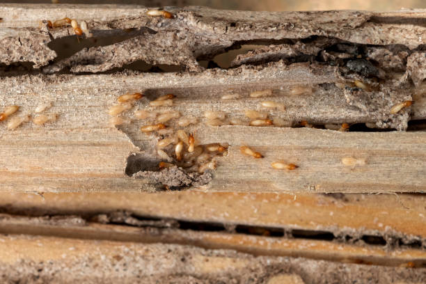 Best Termite Control Services  in Irondale, GA