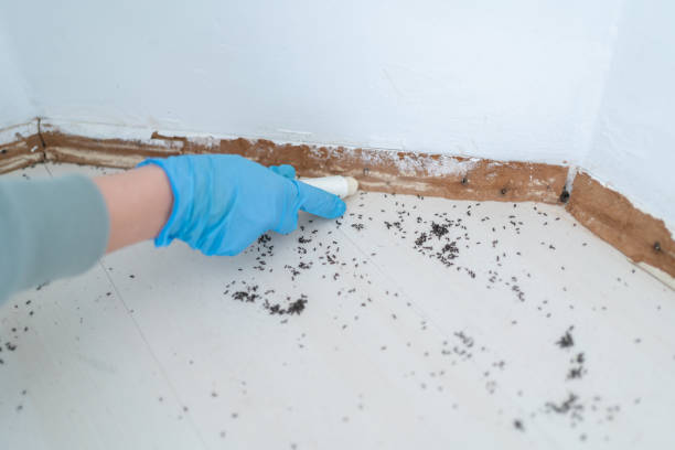 Pest Prevention Services in Irondale, GA